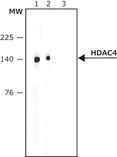 Western blot - Anti-HDAC4 antibody (AB12172)