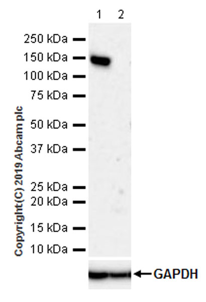 Western blot - Anti-HDAC4 antibody [EPR22937-157] (AB235583), expandable thumbnail