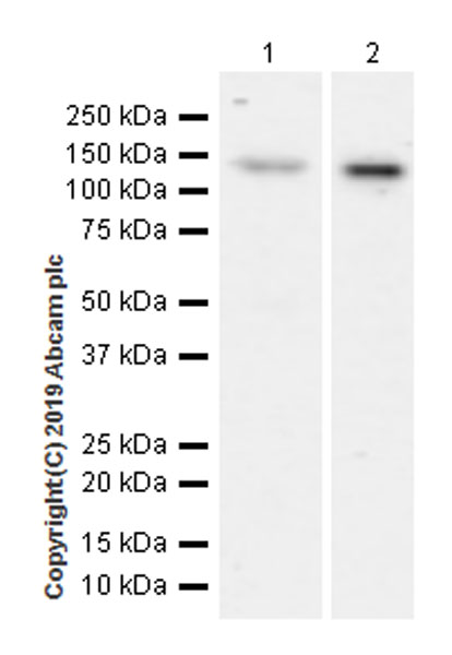 Western blot - Anti-HDAC4 antibody [EPR22937-157] (AB235583), expandable thumbnail