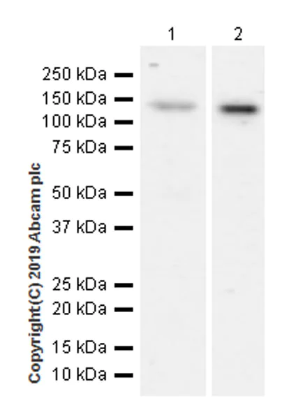 Western blot - Anti-HDAC4 antibody [EPR22937-157] (AB235583)