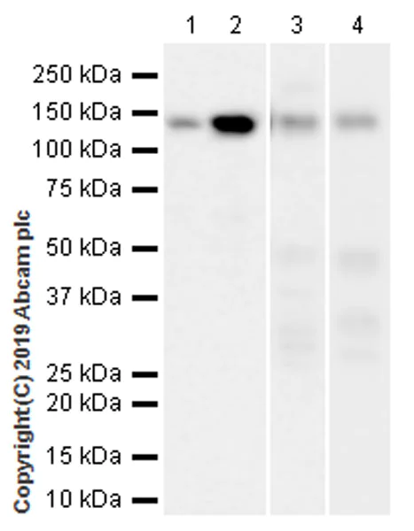 Western blot - Anti-HDAC4 antibody [EPR22937-157] (AB235583)