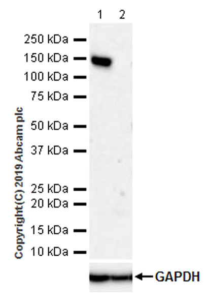 Western blot - Anti-HDAC4 antibody [EPR22937-157] - BSA and Azide free (AB256827)