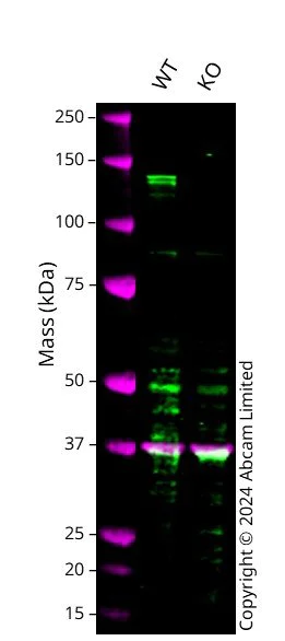 Western blot - Anti-HDAC4 antibody [EPR22937-157] - BSA and Azide free (AB256827)