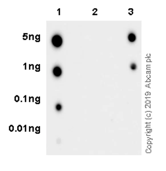 Dot Blot - Anti-HDAC4 (phospho S246) + HDAC5 (phospho S259) + HDAC7 (phospho S155) antibody [EPR22997-46] (AB240643)