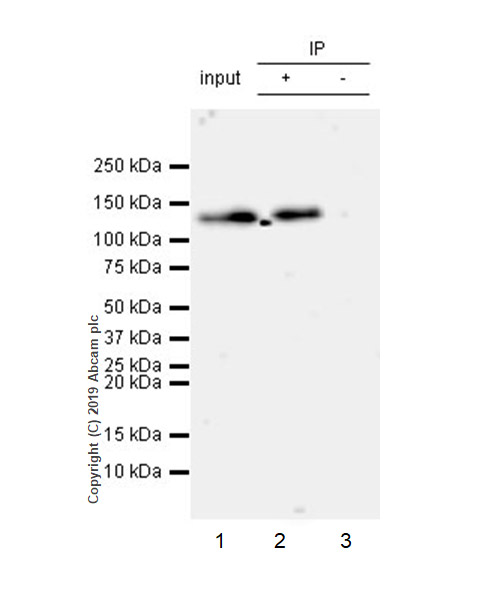 Immunoprecipitation - Anti-HDAC4 (phospho S246) + HDAC5 (phospho S259) + HDAC7 (phospho S155) antibody [EPR22997-46] (AB240643)