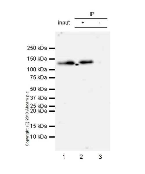 Immunoprecipitation - Anti-HDAC4 (pS246) + HDAC5 (pS259) + HDAC7 (pS155) antibody [EPR22997-46] - BSA and Azide free (AB264560)