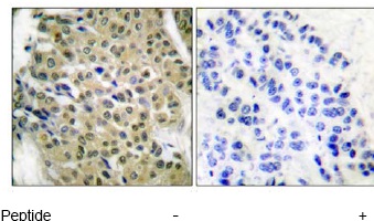 Immunohistochemistry (Formalin/PFA-fixed paraffin-embedded sections) - Anti-HDAC5 antibody (AB55403)