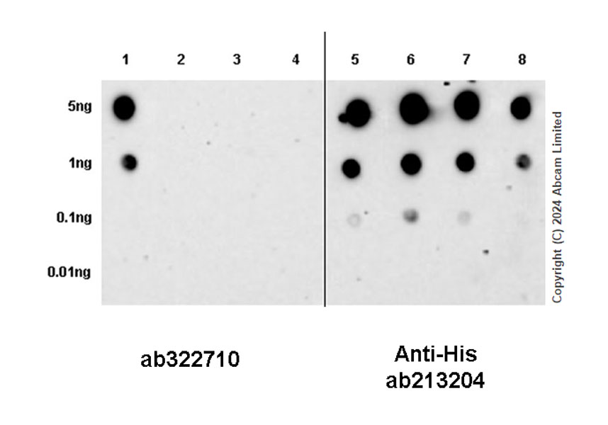 Dot Blot - Anti-HDAC5 antibody [EPR29216-705] (AB322710), expandable thumbnail