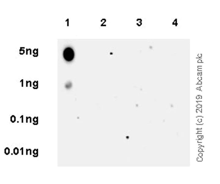 Dot Blot - Anti-HDAC5 (phospho S498) antibody [EPR22996-105] (AB240644)