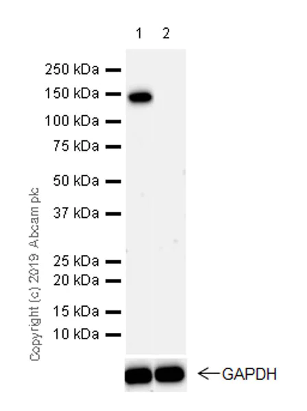 Western blot - Anti-HDAC5 (phospho S498) antibody [EPR22996-105] (AB240644)