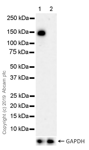 Western blot - Anti-HDAC5 (phospho S498) antibody [EPR22996-105] (AB240644)
