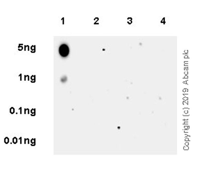 Dot Blot - Anti-HDAC5 (phospho S498) antibody [EPR22996-105] - BSA and Azide free (AB264561)
