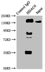 Immunoprecipitation - Anti-HDAC6 antibody [2H12] (AB288366)