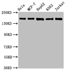 Western blot - Anti-HDAC6 antibody [2H12] (AB288366)