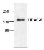 Western blot - Anti-HDAC6 antibody (AB1440), expandable thumbnail