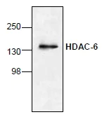 Western blot - Anti-HDAC6 antibody (AB1440)
