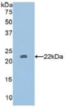 Western blot - Anti-HDAC6 antibody (AB233520)