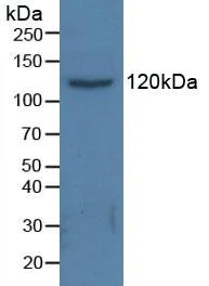 Western blot - Anti-HDAC6 antibody (AB233520)