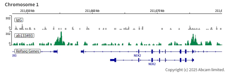 ChIC/CUT&RUN sequencing - Anti-HDAC6 antibody [EPR1698(2)] (AB133493)