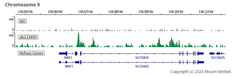 ChIC/CUT&RUN sequencing - Anti-HDAC6 antibody [EPR1698(2)] (AB133493)