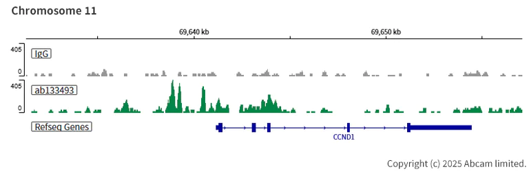 ChIC/CUT&RUN sequencing - Anti-HDAC6 antibody [EPR1698(2)] (AB133493)