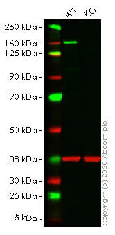 Western blot - Anti-HDAC6 antibody [EPR1698(2)] (AB133493)