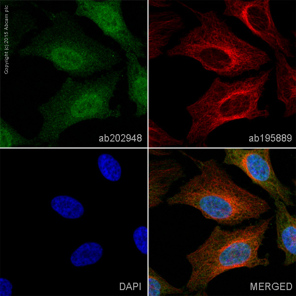 Immunocytochemistry/ Immunofluorescence - Anti-HDAC6 antibody [EPR1698(2)] - BSA and Azide free (AB210472), expandable thumbnail