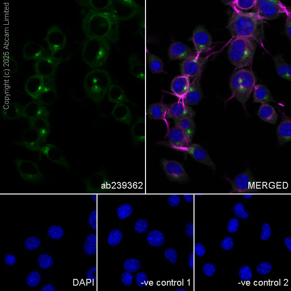 Immunocytochemistry/ Immunofluorescence - Anti-HDAC6 antibody [EPR22951-29] (AB239362)
