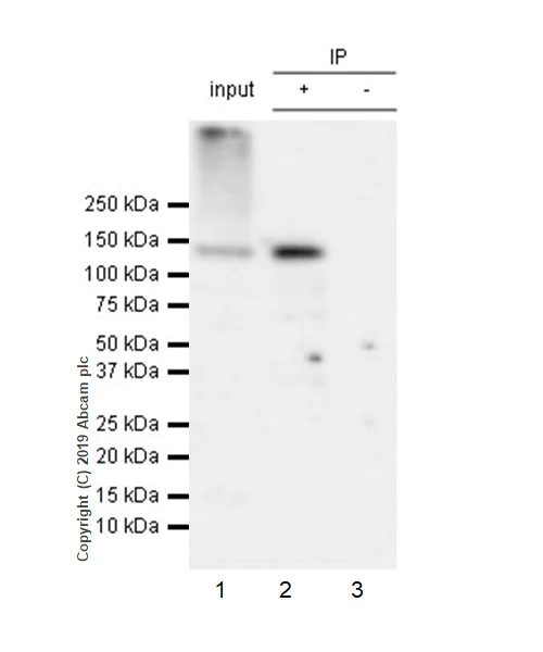 Immunoprecipitation - Anti-HDAC6 antibody [EPR22951-29] (AB239362)