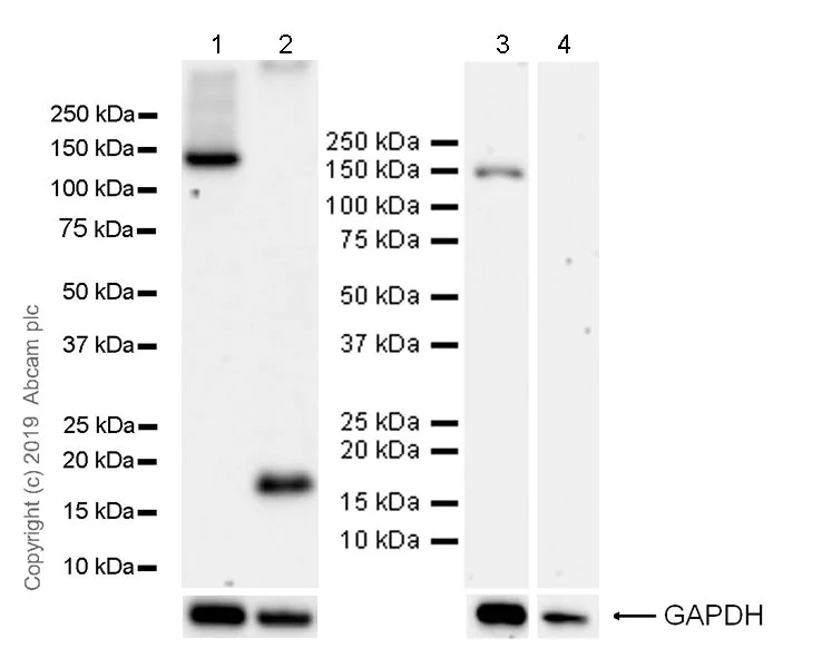 Western blot - Anti-HDAC6 antibody [EPR22951-29] (AB239362)