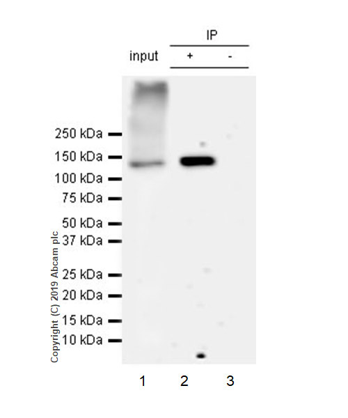Immunoprecipitation - Anti-HDAC6 antibody [EPR22951-29] - BSA and Azide free (AB264565), expandable thumbnail
