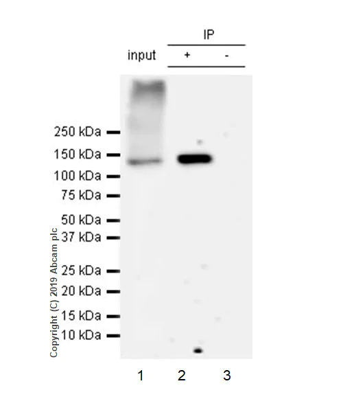 Immunoprecipitation - Anti-HDAC6 antibody [EPR22951-29] - BSA and Azide free (AB264565)