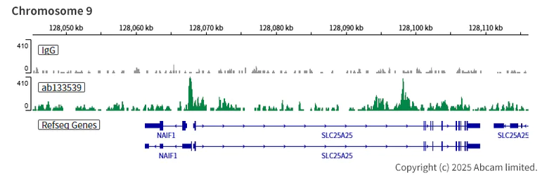 ChIC/CUT&RUN sequencing - Anti-HDAC6 antibody [EPR6160] (AB133539)