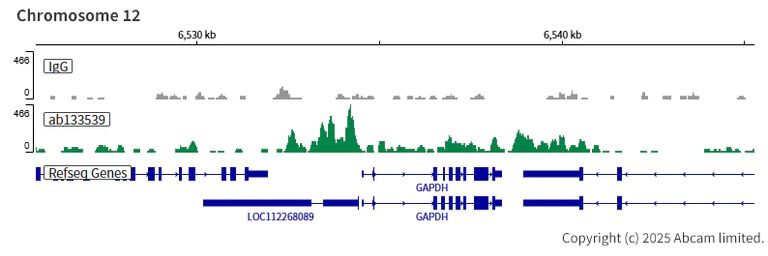 ChIC/CUT&RUN sequencing - Anti-HDAC6 antibody [EPR6160] (AB133539)