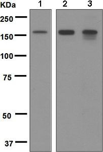 Western blot - Anti-HDAC6 antibody [EPR6160] (AB133539)