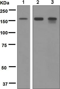 Western blot - Anti-HDAC6 antibody [EPR6160] (AB133539)