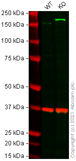 Western blot - Anti-HDAC6 antibody [EPR6160] (AB133539)