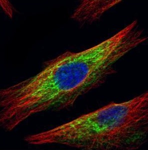 Immunocytochemistry/ Immunofluorescence - Anti-HDAC6 antibody - N-terminal (AB226959), expandable thumbnail