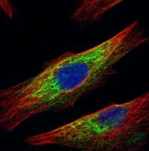 Immunocytochemistry/ Immunofluorescence - Anti-HDAC6 antibody - N-terminal (AB226959)