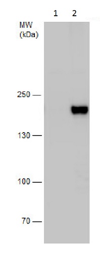 Western blot - Anti-HDAC6 antibody - N-terminal (AB226959), expandable thumbnail