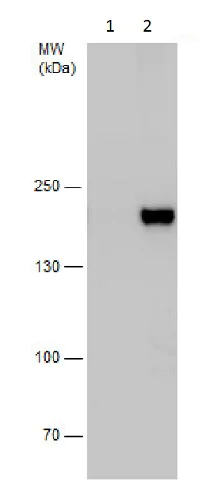 Western blot - Anti-HDAC6 antibody - N-terminal (AB226959)