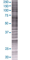 SDS-PAGE - HDAC7 overexpression 293T lysate (whole cell) (AB94174), expandable thumbnail