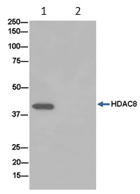 Immunoprecipitation - Anti-HDAC8 antibody [EPR10338(2)] (AB187139)