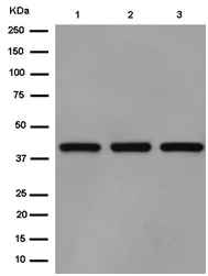 Western blot - Anti-HDAC8 antibody [EPR10338(2)] (AB187139)