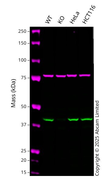 Western blot - Anti-HDAC8 antibody [EPR10338(2)] (AB187139)
