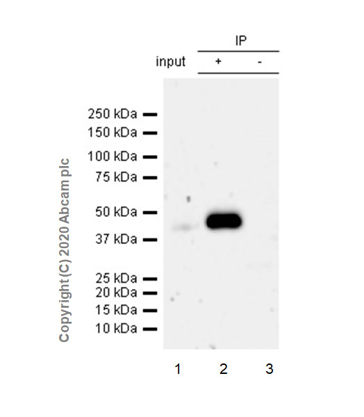 Immunoprecipitation - Anti-HDAC8 antibody [EPR23837-45] - BSA and Azide free (AB274378), expandable thumbnail