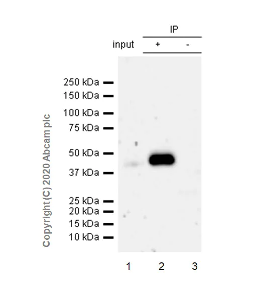 Immunoprecipitation - Anti-HDAC8 antibody [EPR23837-45] - BSA and Azide free (AB274378)