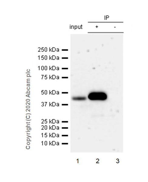 Immunoprecipitation - Anti-HDAC8 antibody [EPR23837-45] - BSA and Azide free (AB274378), expandable thumbnail