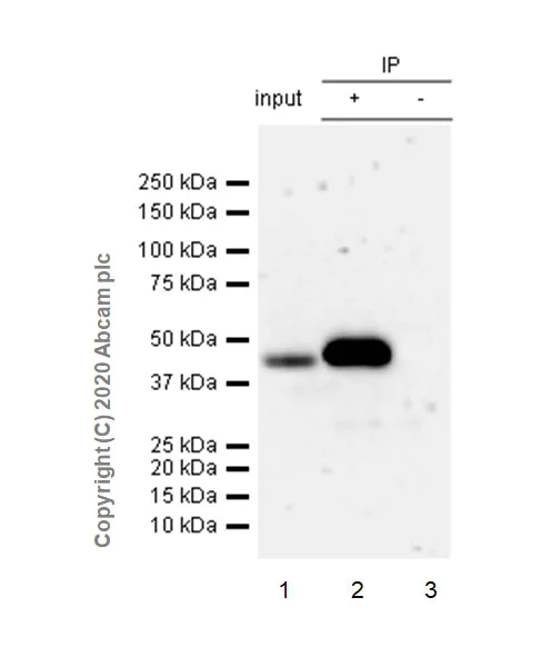 Immunoprecipitation - Anti-HDAC8 antibody [EPR23837-45] - BSA and Azide free (AB274378)