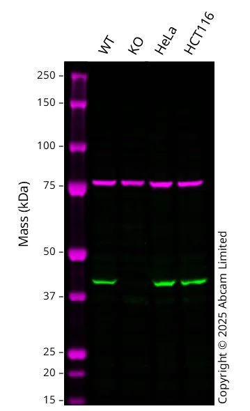 Western blot - Anti-HDAC8 antibody [EPR23837-45] - BSA and Azide free (AB274378)